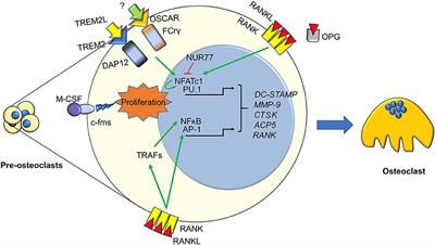 Updates on Osteoimmunology: What's New on the Cross-Talk Between Bone and Immune System